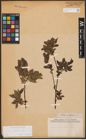 Foto von Salix aurita L. x Salix nigricans Sm.